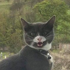KittenStuffer781