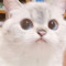 AngyKitty