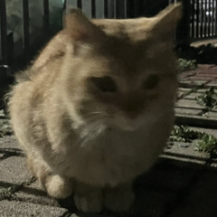 김치볶음밥