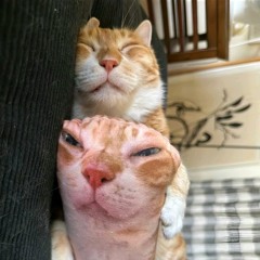 Kinaro