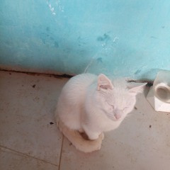 Monike Braga