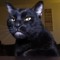 Sylvester Cash Talking Kitty Cat