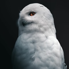hedwig