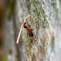 The Forest Ants