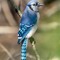 Birdass2013