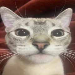 gabby cat 🐁🌕/♾️🌈 (mason heiral gf)