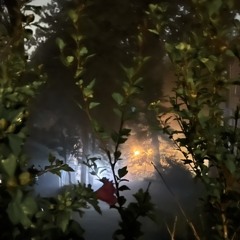 yclept Forrest