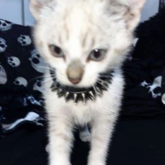 zaiko