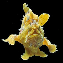 Antenneriidae - BaoLawS