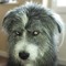 charley