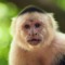 joemonkey