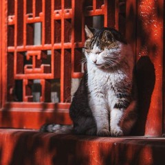 Chau Bui