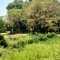 Bush_mali
