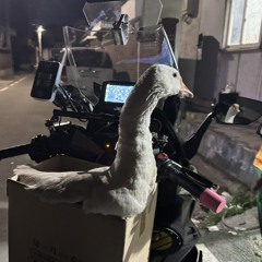 마르코❓