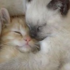 포요요