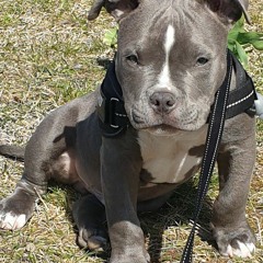 zaki