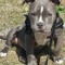 zaki
