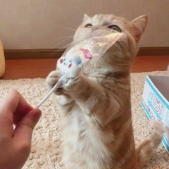 이젤