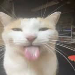 lilogpeestain
