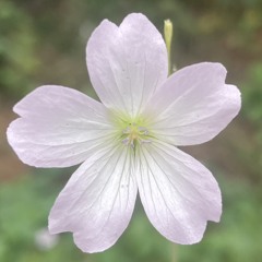 Enini