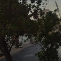-شقایق-