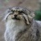 Manul