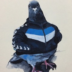 pigeon