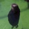 redpenguinz23