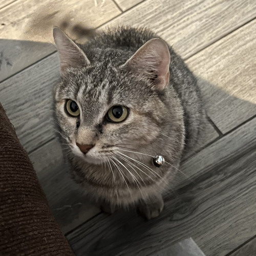kitty98’s avatar