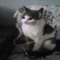 kitwwww