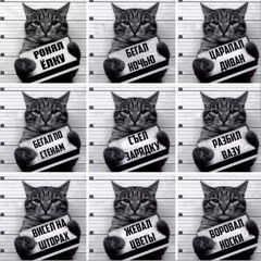 Meownchilo Murchachos