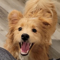 Elvis