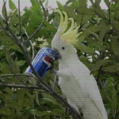 Ｐｒｉｓｍａｔｉｃ Ｐａｒｒｏｔ —ペプシ２２