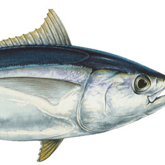 MorbidlyObeseYellowfinTuna