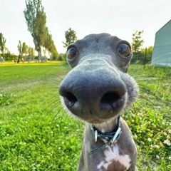 zivvby