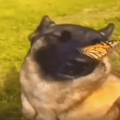 zygis420
