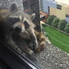 RaccoonIsHeat
