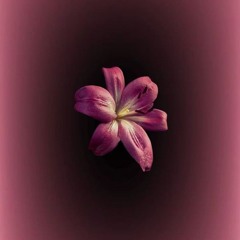 lavander