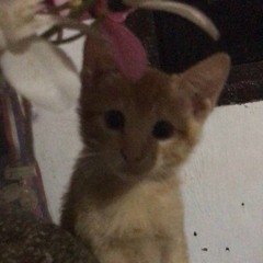 baboo