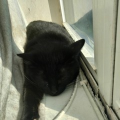 Mars the cat