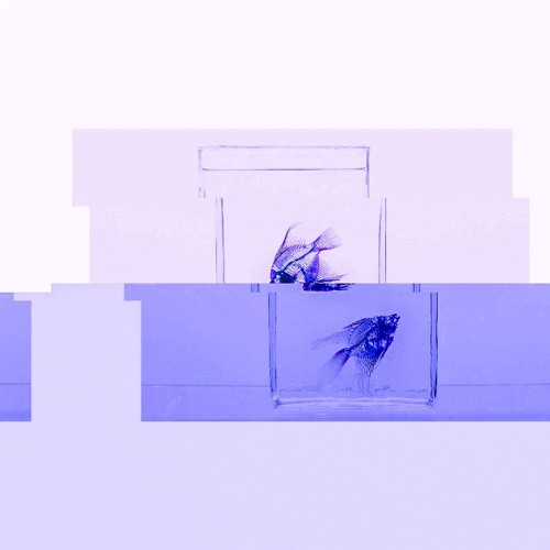 Stream fish music | Listen to songs, albums, playlists for free on ...