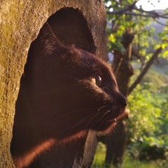 Black Cat