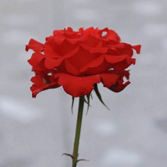 salted caramel macchiato