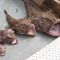 monkfish