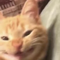 채채