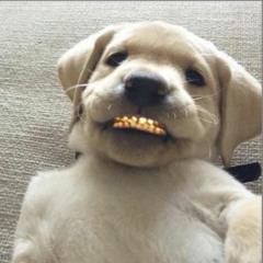 Playboi