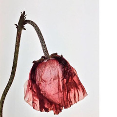 Rose Tzy