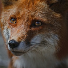 Vulpes Fox Vox
