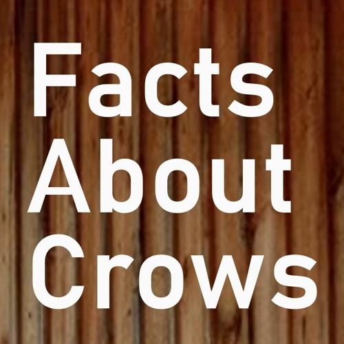 Facts About Crows’s avatar