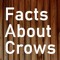 Facts About Crows